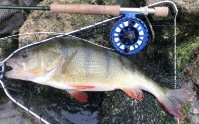 A GRAFHAM SURPRISE, THE BIGGEST PERCH OF MY LIFE?