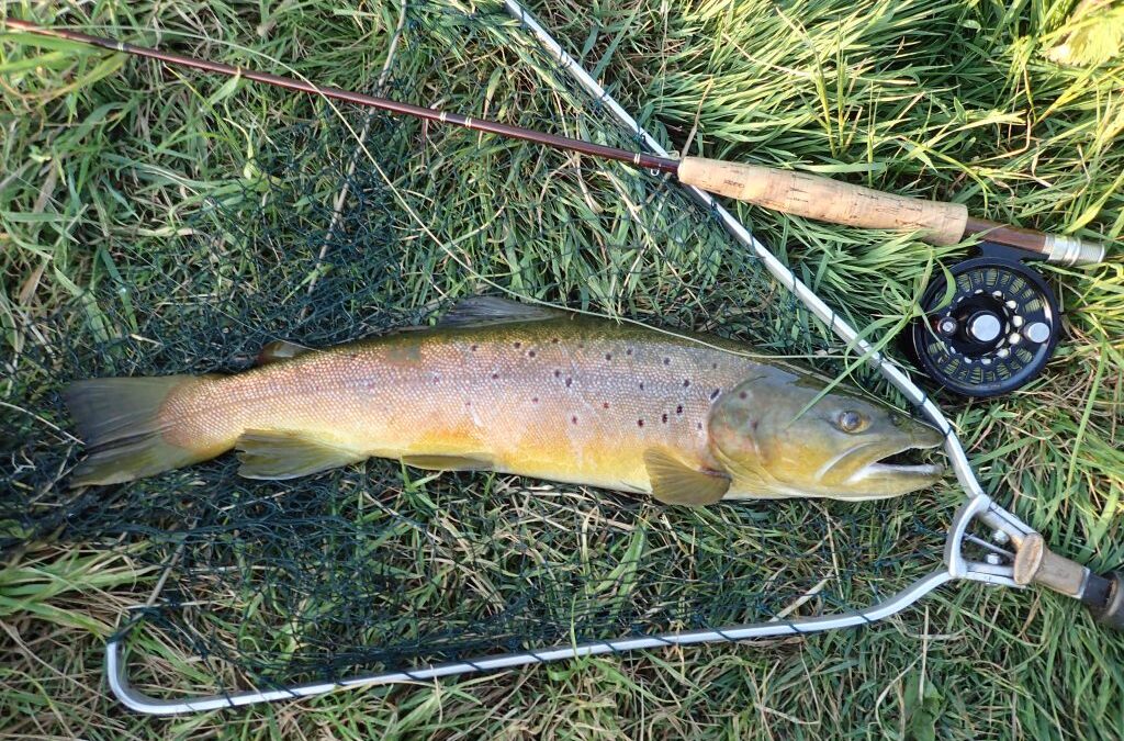 ANOTHER GREAT YEAR MAYFLY FISHING ON MY TINY CHALK STREAM