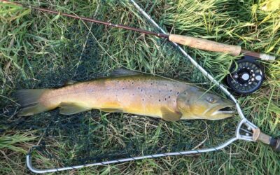 ANOTHER GREAT YEAR MAYFLY FISHING ON MY TINY CHALK STREAM